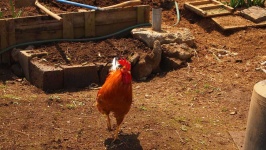 image of animal