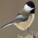 image of bird