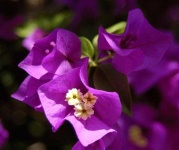 image of flower