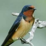 image of bird