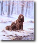 image of irish_water_spaniel