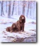 image of irish_water_spaniel #3