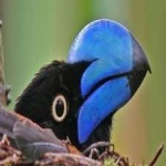 image of bird