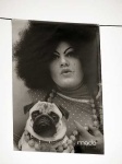 image of pug