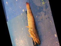 image of fish
