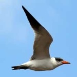 image of bird