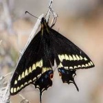 image of animal