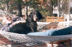 image of gordon_setter #6