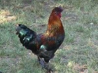 image of rooster