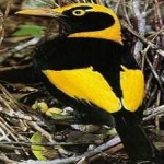 image of regent_bowerbird #9