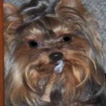 image of animal