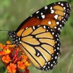 image of animal