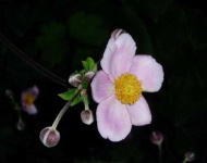 image of flower