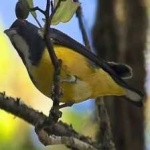 image of bird