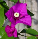 image of bougainvillea #2