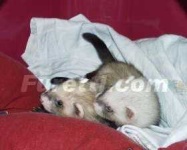 image of polecat