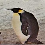 image of bird