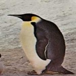 image of emperor_penguin #20