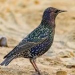 image of bird
