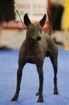 image of mexican_hairless