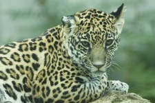 image of jaguar_car