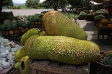 image of jackfruit