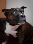 image of animal