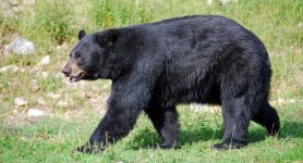 image of animal