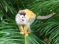 image of squirrel_monkey
