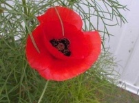 image of flower