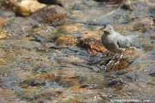 image of water_ouzel