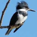 image of bird
