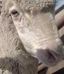 image of animal