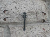 image of dragonfly