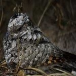 image of bird