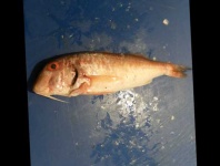 image of fish