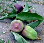 image of fig