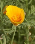 image of flower