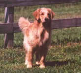 image of golden_retriever