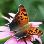 image of animal