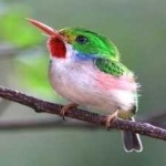 image of bird