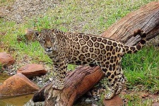 image of jaguar_car