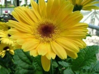 image of flower