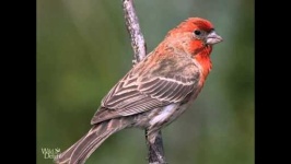 image of finch