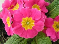 image of flower