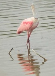 image of spoonbill