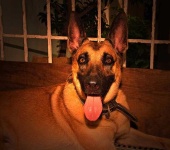 image of malinois