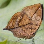image of animal