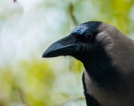 image of animal