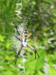 image of black_and_gold_garden_spider #26